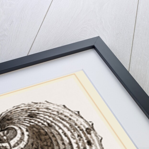 Cardium Cardissa by Anonymous