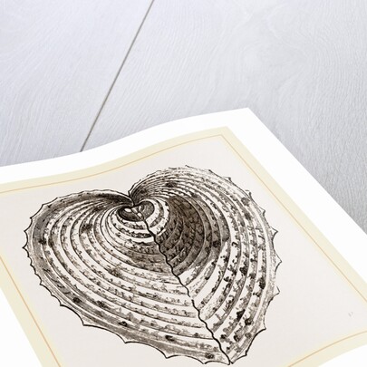 Cardium Cardissa by Anonymous