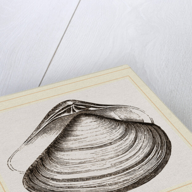 Gratelupia Moulinsii by Anonymous