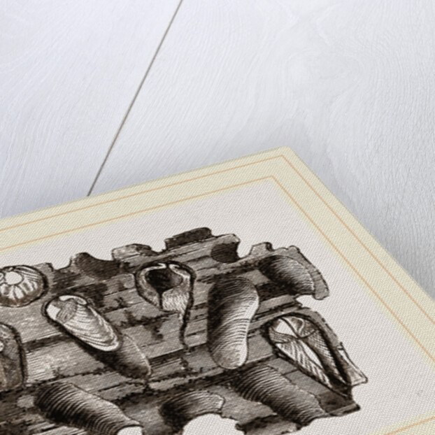 Pholas striatus in wood by Anonymous