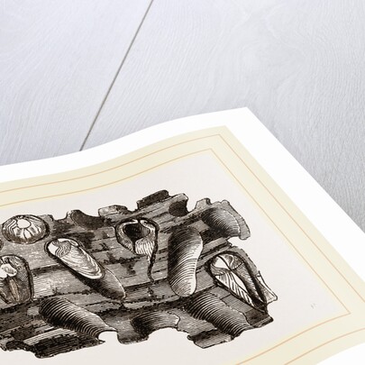 Pholas striatus in wood by Anonymous