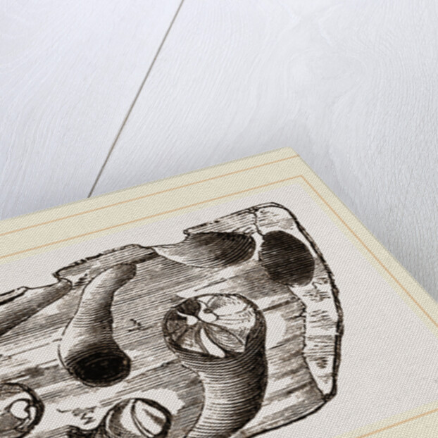 Pholas dorsalis in wood by Anonymous