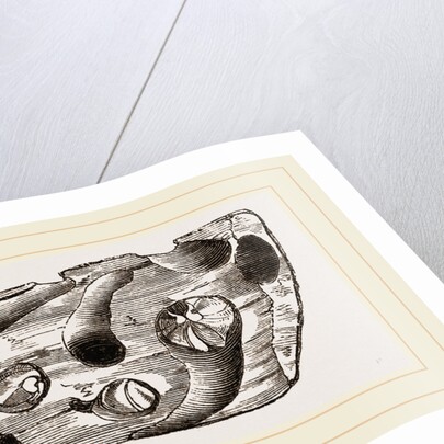 Pholas dorsalis in wood by Anonymous