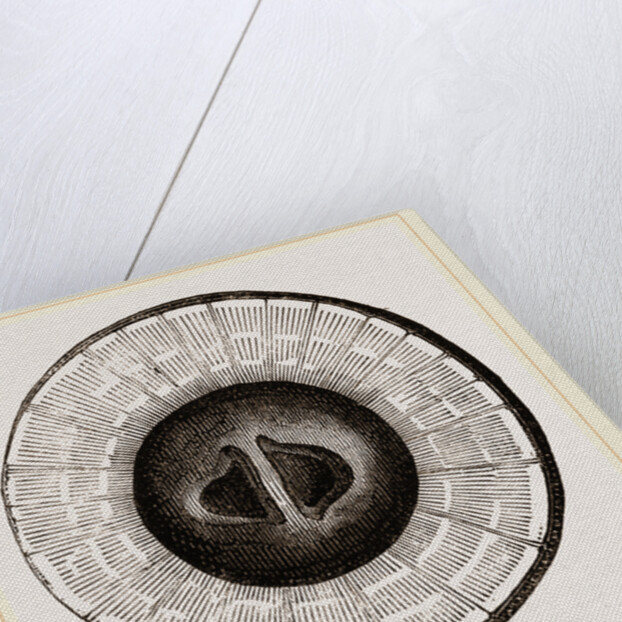 Transverse Sections of Shell Teredo gigantea by Anonymous