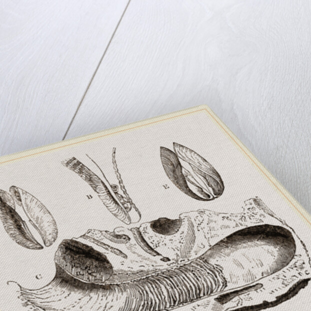 Gastrochaena by Anonymous