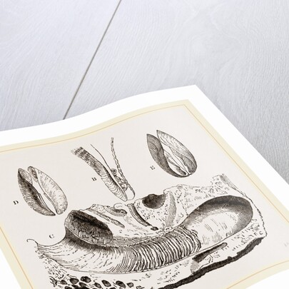 Gastrochaena by Anonymous