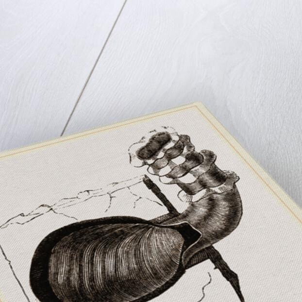 Cavagella aperta by Anonymous