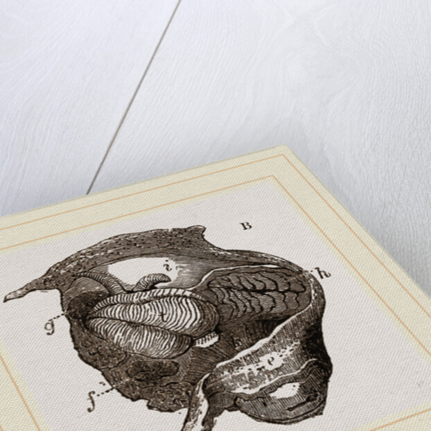 Clavagella by Anonymous