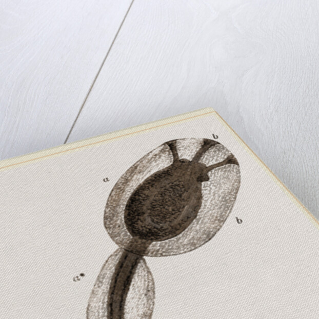 Tadpole of Amaroucium proliferum magnified by Anonymous