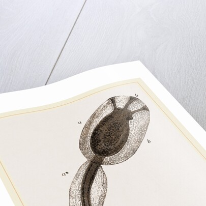 Tadpole of Amaroucium proliferum magnified by Anonymous