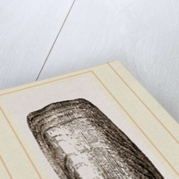 Lingula anatina by Anonymous