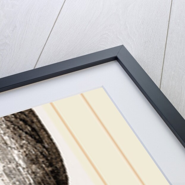 Lingula anatina by Anonymous