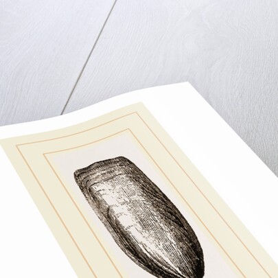 Lingula anatina by Anonymous