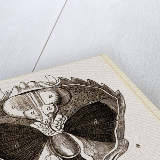 Carcinus maenas open by Anonymous