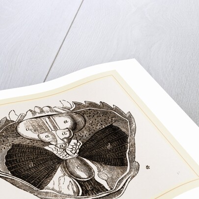 Carcinus maenas open by Anonymous