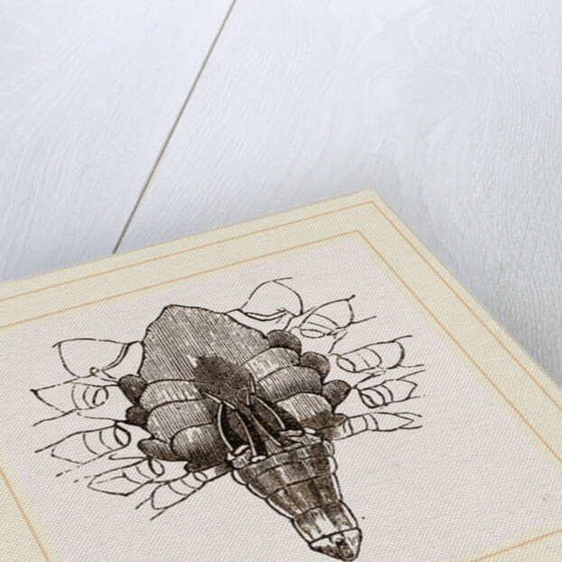 Under side of Male Crab by Anonymous