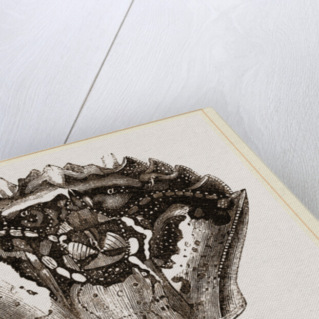 Carapace of Carcinus maenas by Anonymous