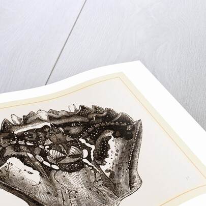 Carapace of Carcinus maenas by Anonymous