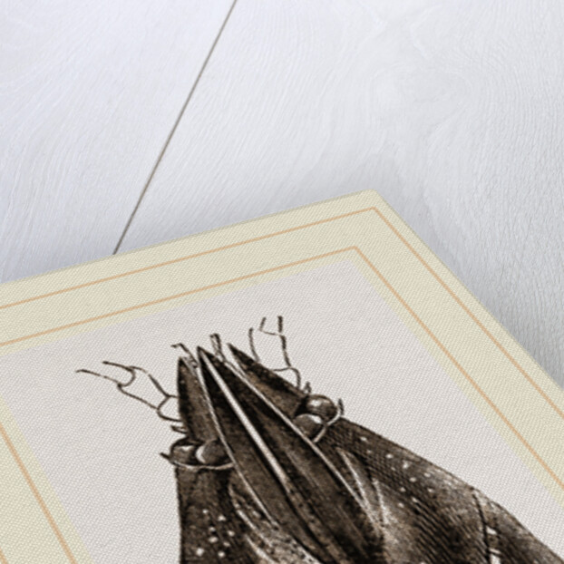 Carapace of Astacus fluviatilis by Anonymous