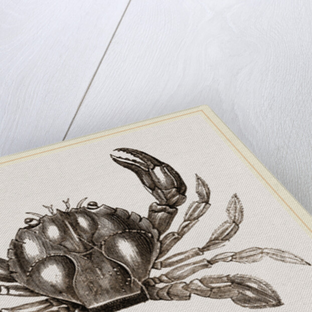 Polybius Henslowii by Anonymous