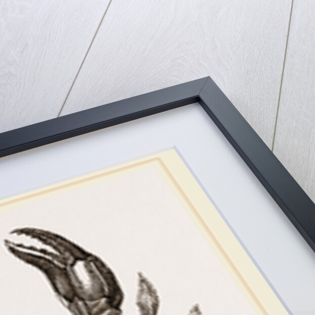 Polybius Henslowii by Anonymous