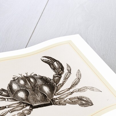 Polybius Henslowii by Anonymous