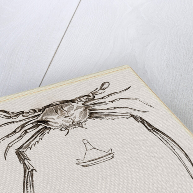 Lupea forceps by Anonymous