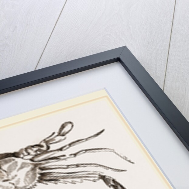 Lupea forceps by Anonymous