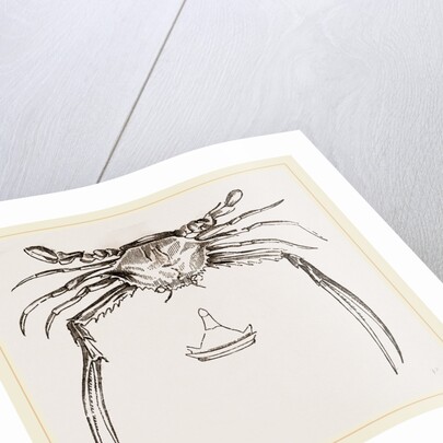 Lupea forceps by Anonymous