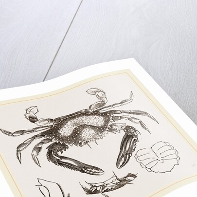 Lupea cribraria and details by Anonymous