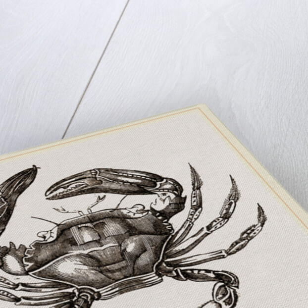 Thalamita Chaptallii by Anonymous