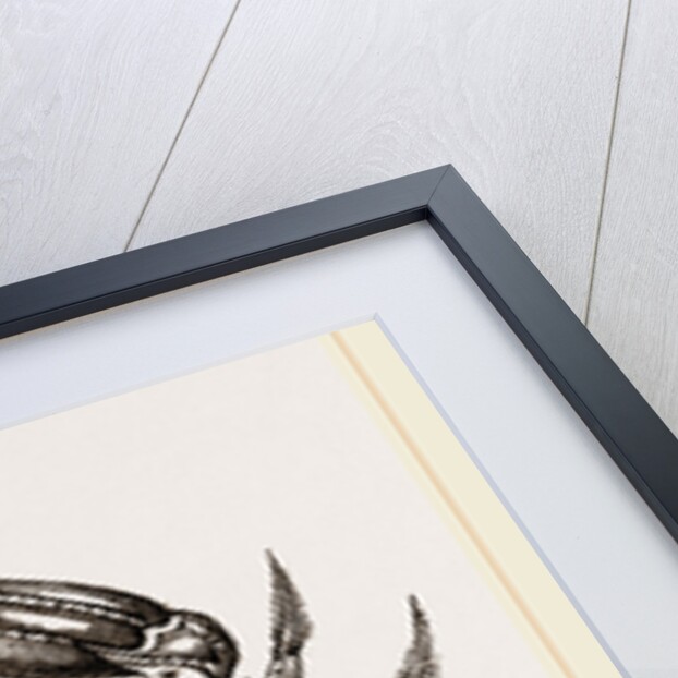 Thalamita Chaptallii by Anonymous