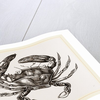 Thalamita Chaptallii by Anonymous