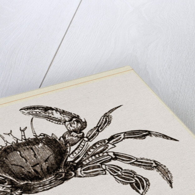 Portunus puber by Anonymous