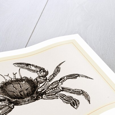 Portunus puber by Anonymous