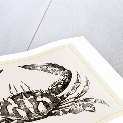 Thalamita crucifera by Anonymous