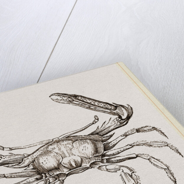 Podophthalmus vigil by Anonymous