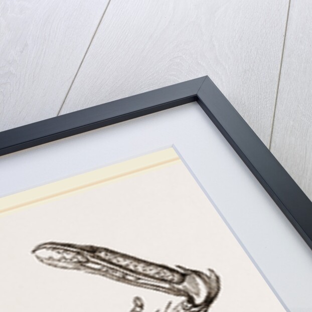 Podophthalmus vigil by Anonymous