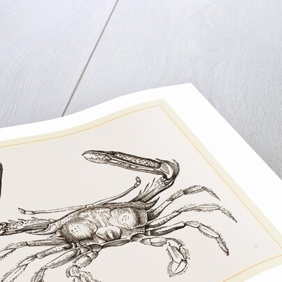 Podophthalmus vigil by Anonymous