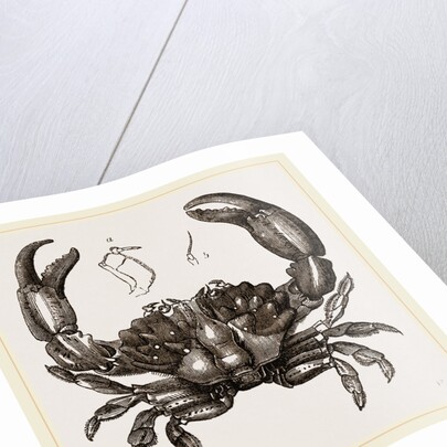 Xantho floridus by Anonymous
