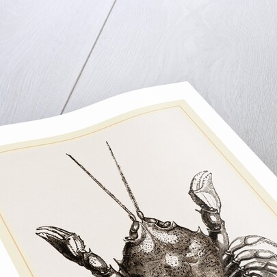 Corystes Cassivelaunus Female by Anonymous