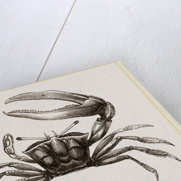 Gelasimus Marionis by Anonymous