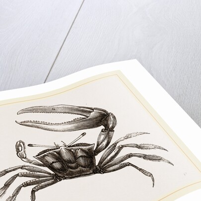 Gelasimus Marionis by Anonymous