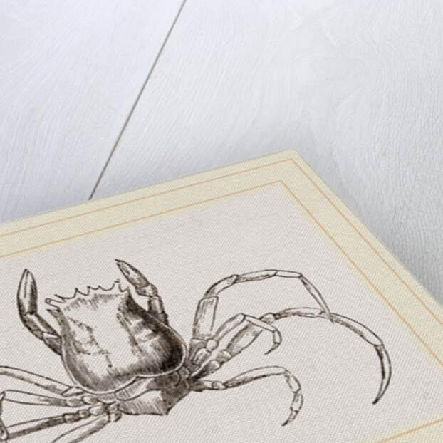 Ethusa Mascarone by Anonymous