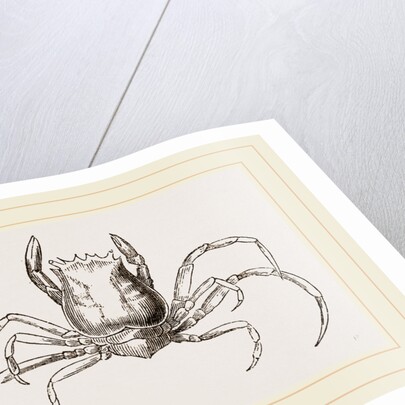 Ethusa Mascarone by Anonymous