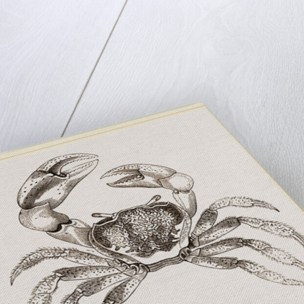 Cardisoma carnifex by Anonymous