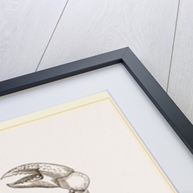 Cardisoma carnifex by Anonymous