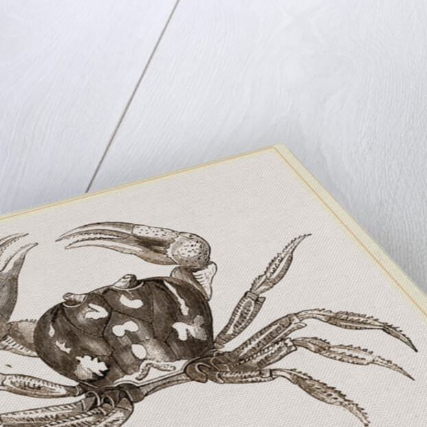 Gecarcinus ruricola by Anonymous