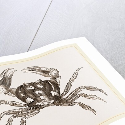 Gecarcinus ruricola by Anonymous
