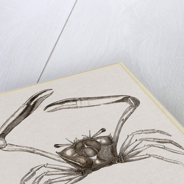 Gonoplax rhomboides by Anonymous